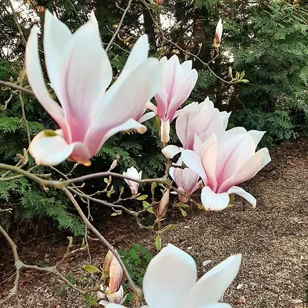 Boschalet Magnolia Ferienpark Voorthuizen